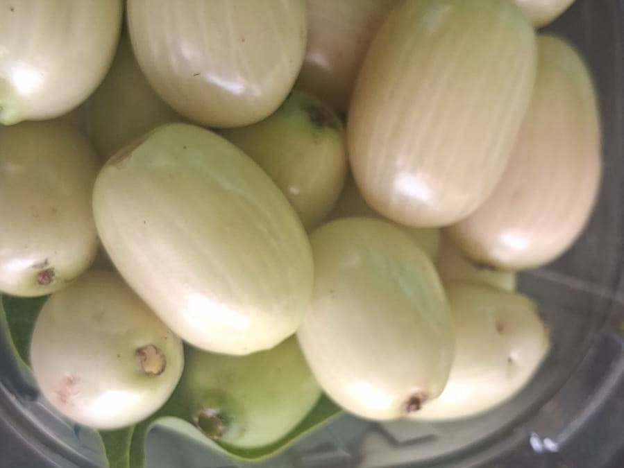 White jamun विक्रीसाठी, पुणे, महाराष्ट्र