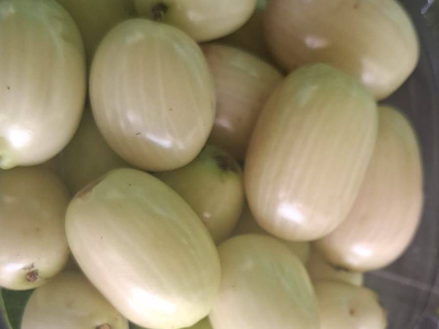 White jamun विक्रीसाठी, पुणे, महाराष्ट्र