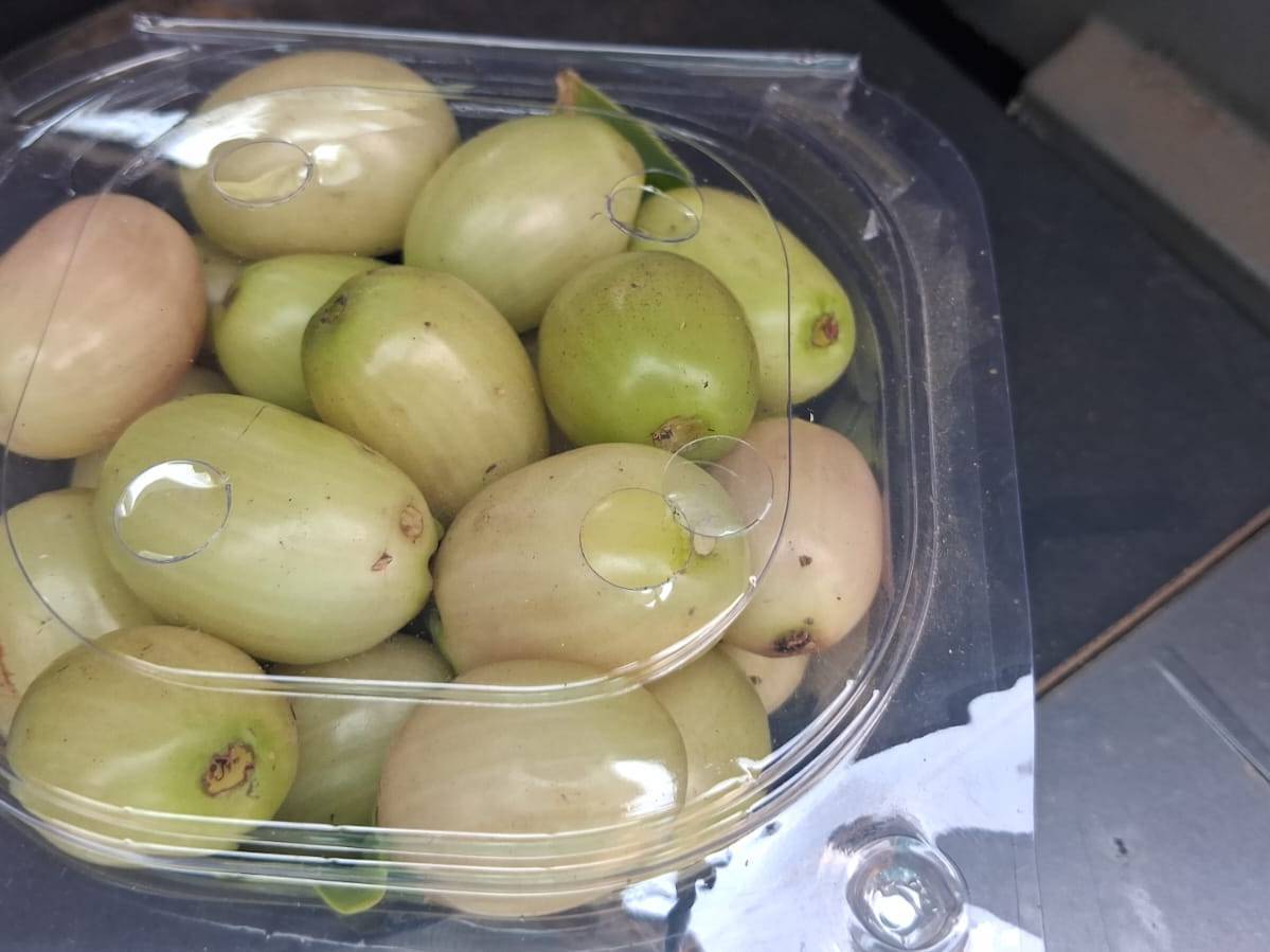 White jamun विक्रीसाठी, पुणे, महाराष्ट्र