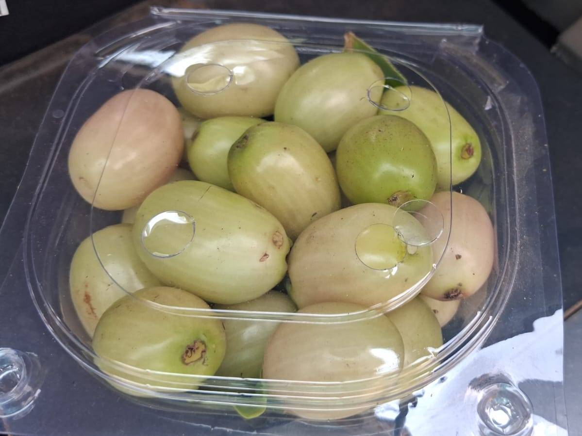 White jamun विक्रीसाठी, पुणे, महाराष्ट्र