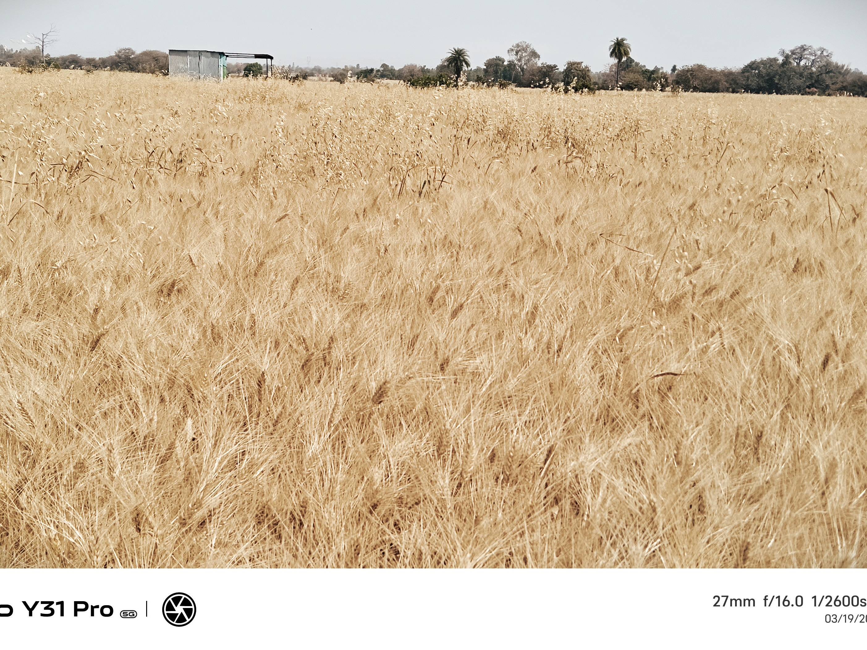Bread Wheat for sale in Sehore, Madhya Pradesh
