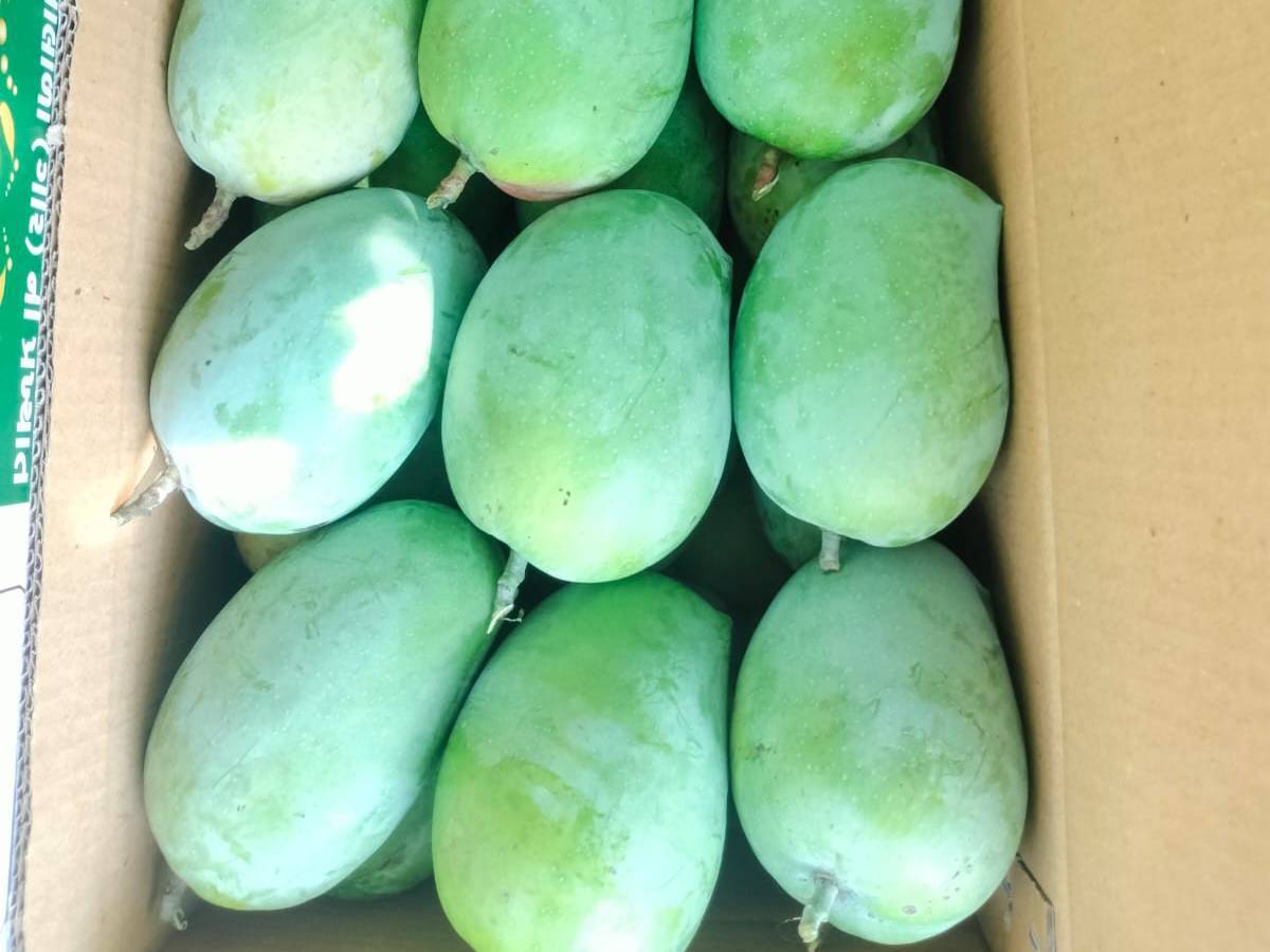 Kesar for sale in Solapur, Maharashtra