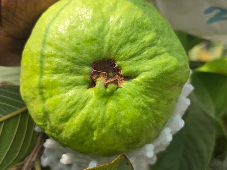 Allahabadi Safeda for sale in Solapur, Maharashtra