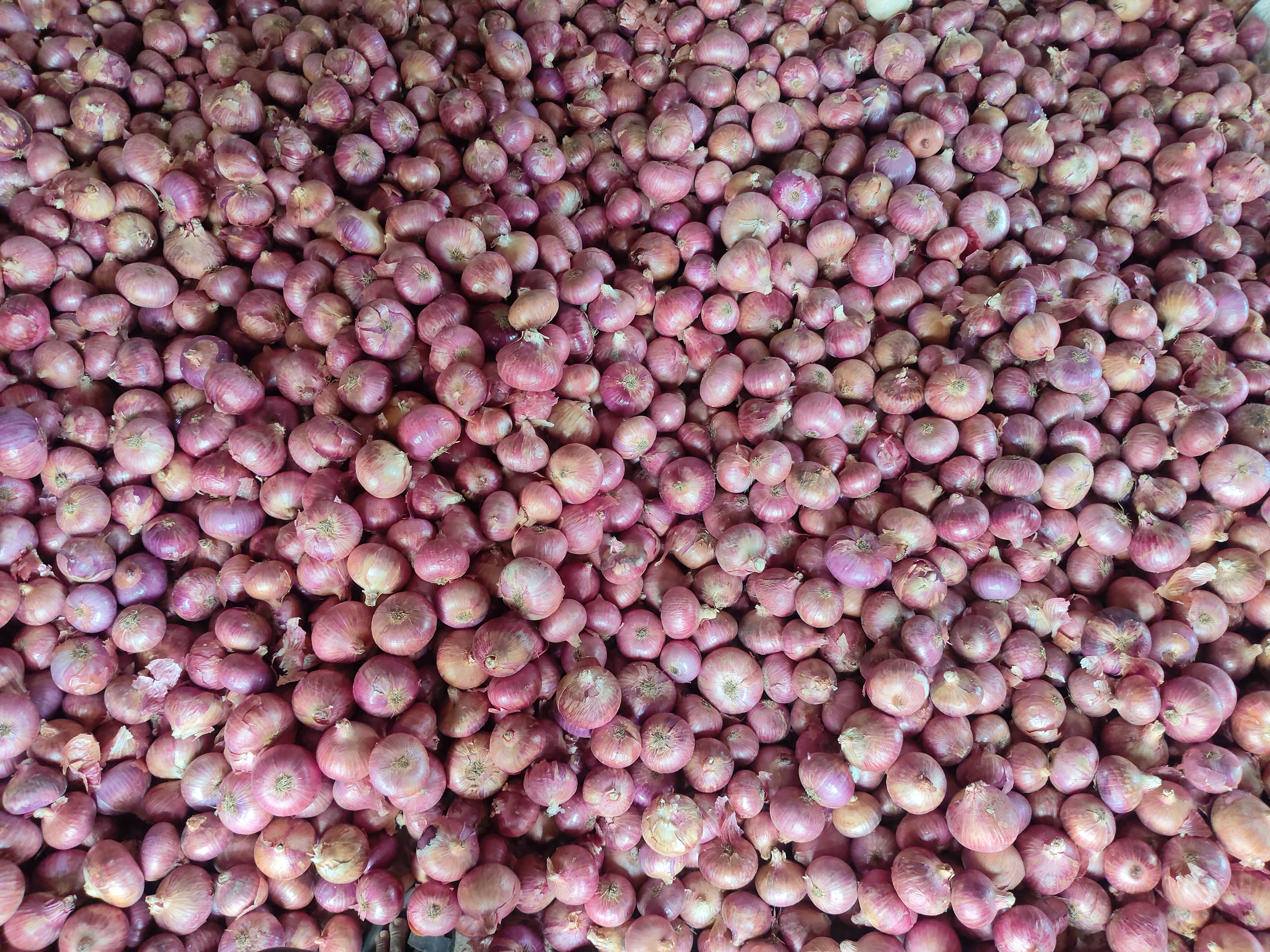 Red Onion for sale in Solapur, Maharashtra