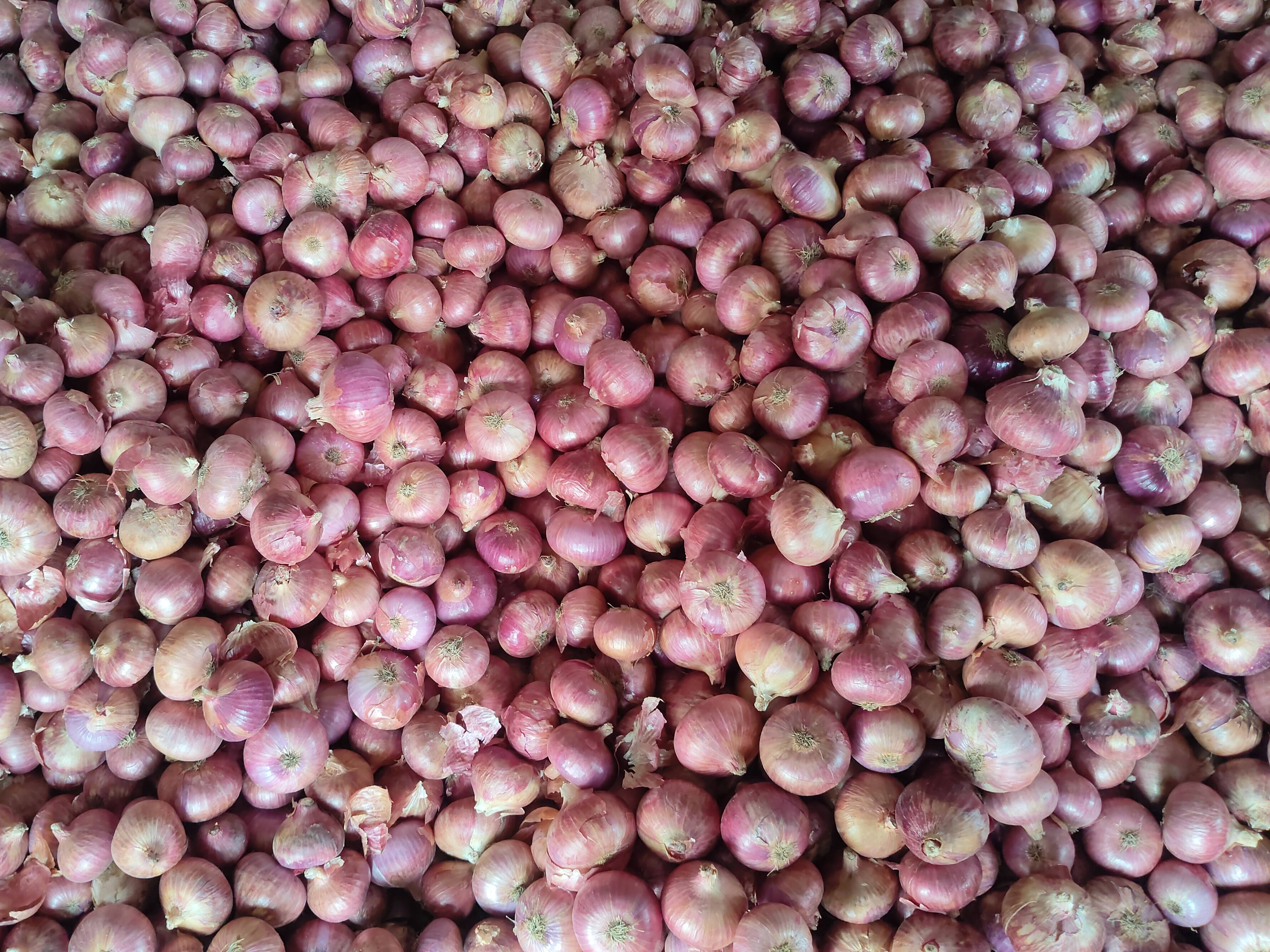 कांदा Red Onion