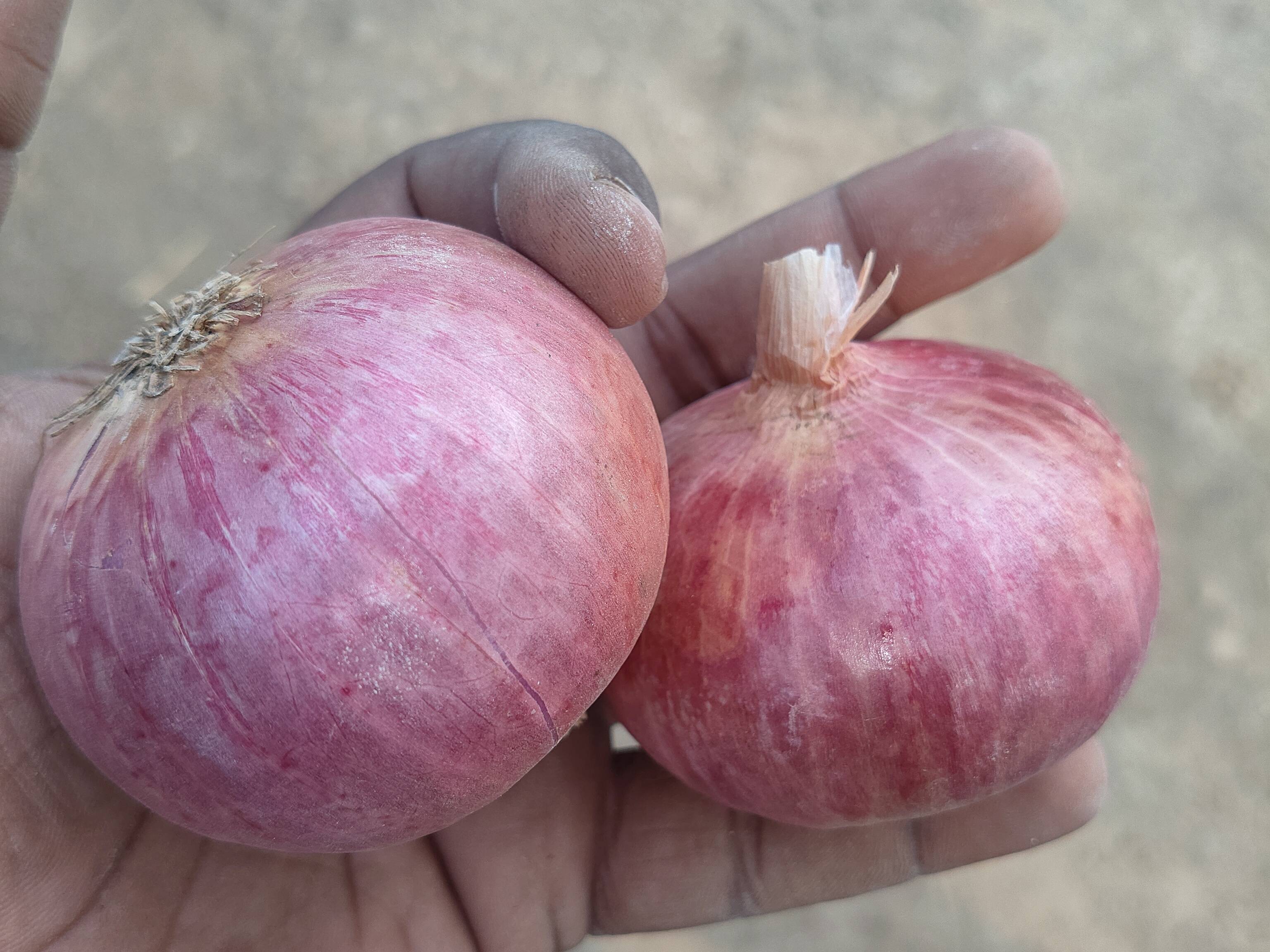 Red Onion for sale in Solapur, Maharashtra