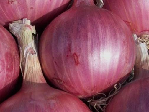 Red Onion for sale in Ahilyanagar, Maharashtra