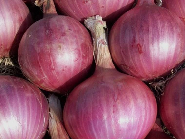 Red Onion for sale in Ahilyanagar, Maharashtra