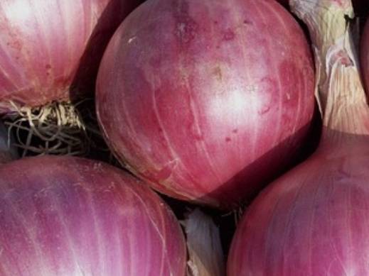 Red Onion for sale in Ahilyanagar, Maharashtra