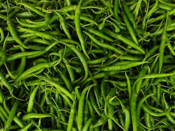 G4 Chilli for sale in Ahilyanagar, Maharashtra