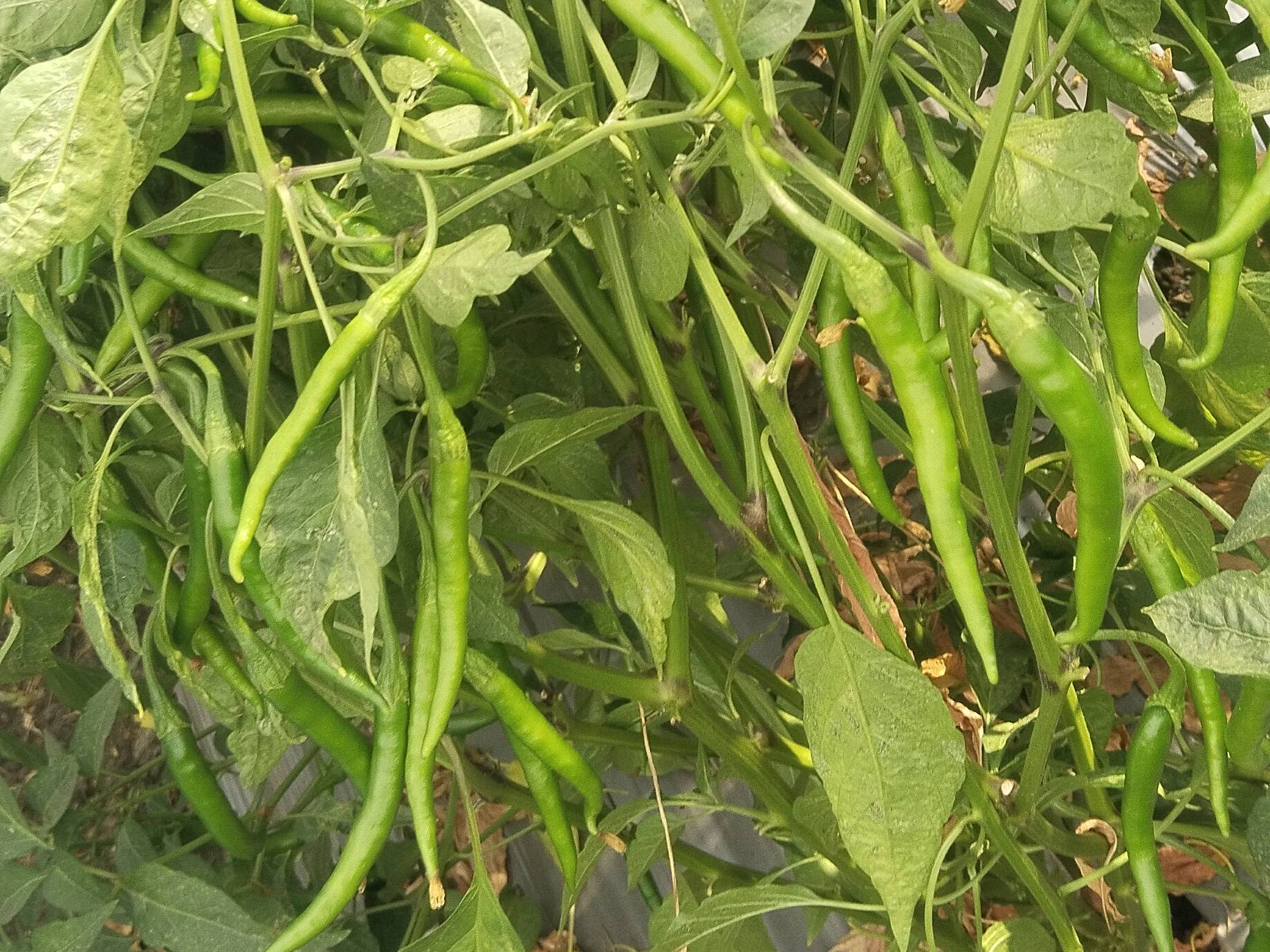 G4 Chilli for sale in Ahilyanagar, Maharashtra