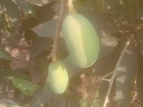 Kesar विक्रीसाठी, रायपूर, छत्तीसगड
