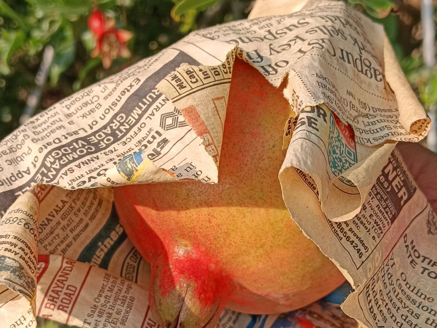 डाळिंब Bhagwa