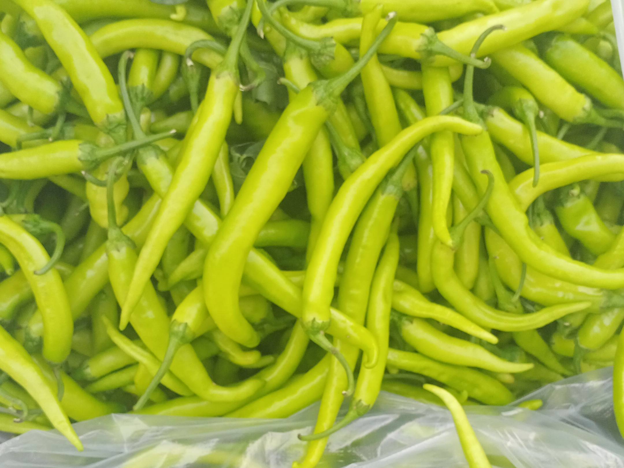 Green Chilli बिक्री के लिए, छत्रपति संभाजीनगर, महाराष्ट्र