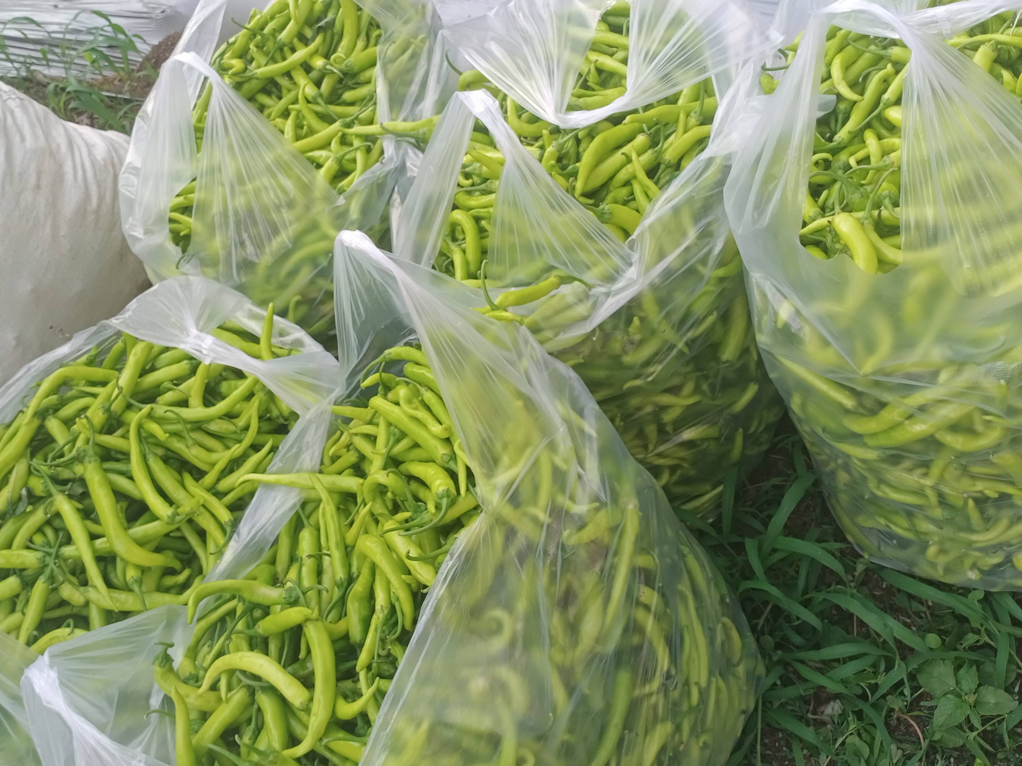 Green Chilli बिक्री के लिए, छत्रपति संभाजीनगर, महाराष्ट्र