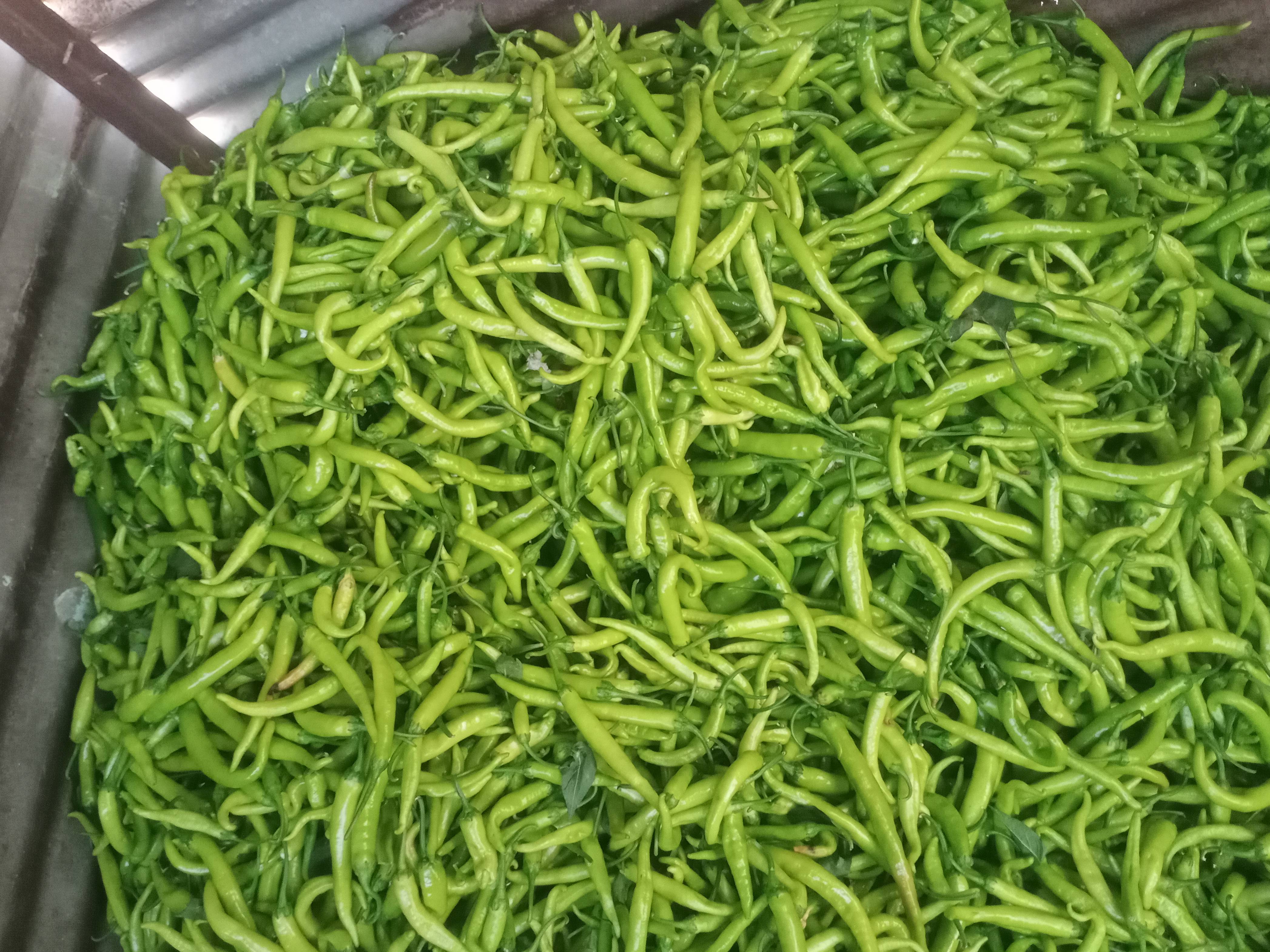 Green Chilli बिक्री के लिए, छत्रपति संभाजीनगर, महाराष्ट्र