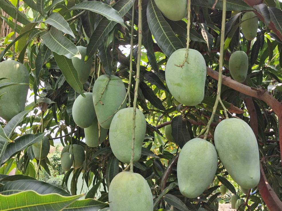 Kesar for sale in Solapur, Maharashtra