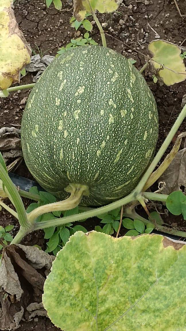 Pumpkin White Pumpkin