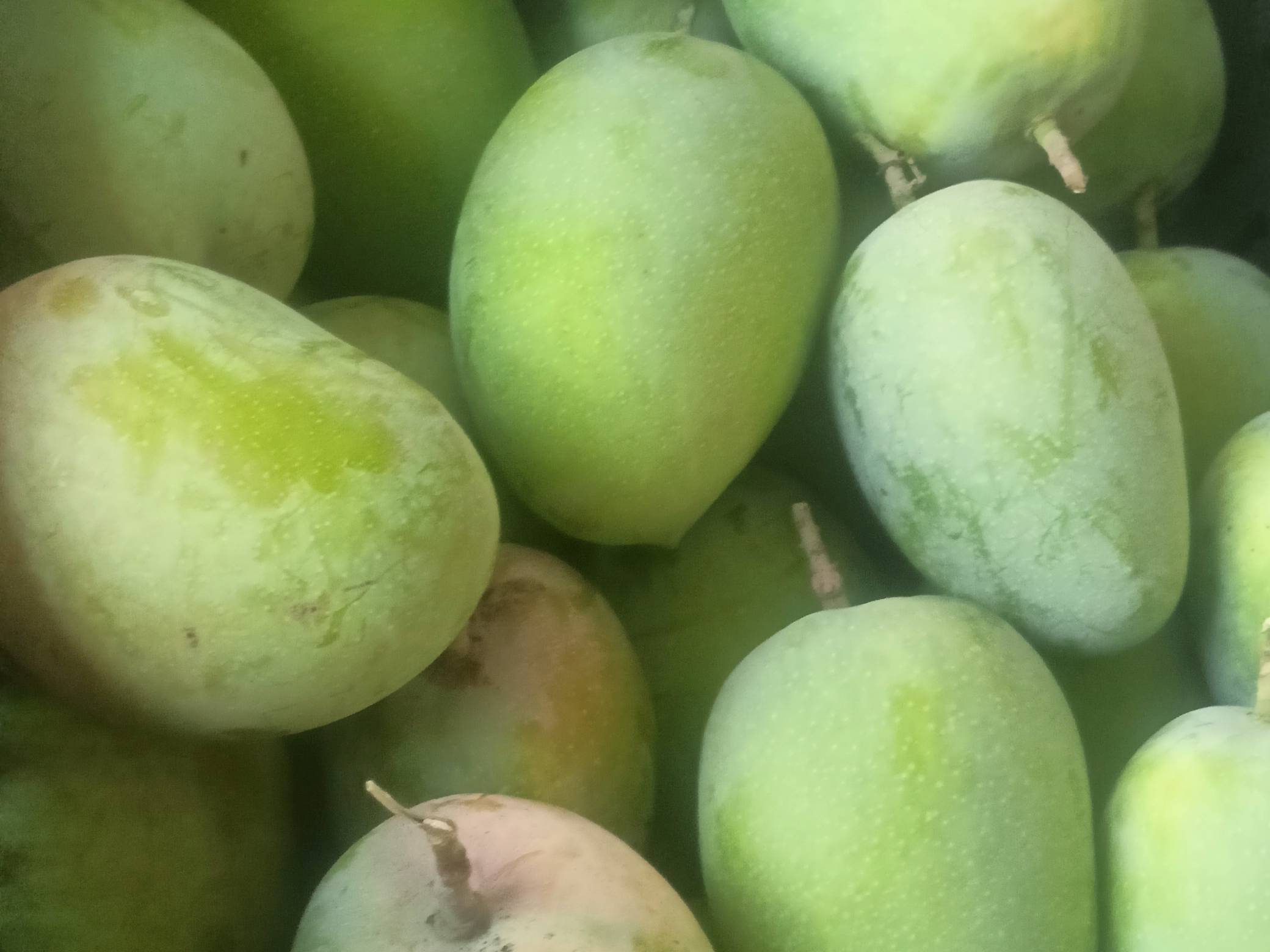 Kesar for sale in Nashik, Maharashtra