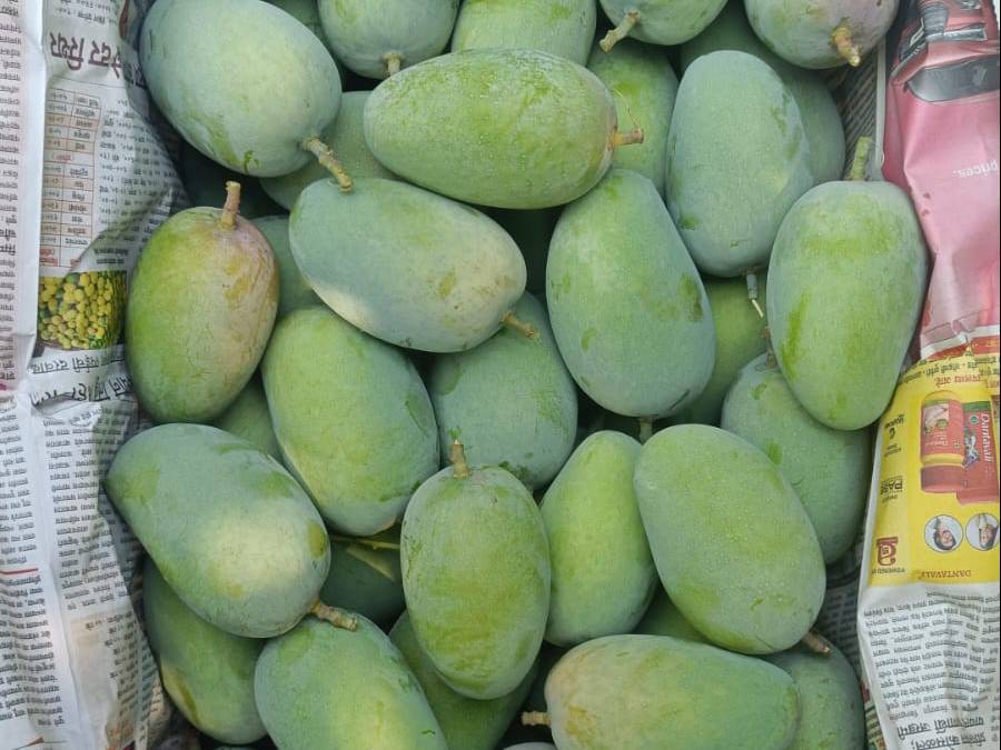 Kesar for sale in Nashik, Maharashtra