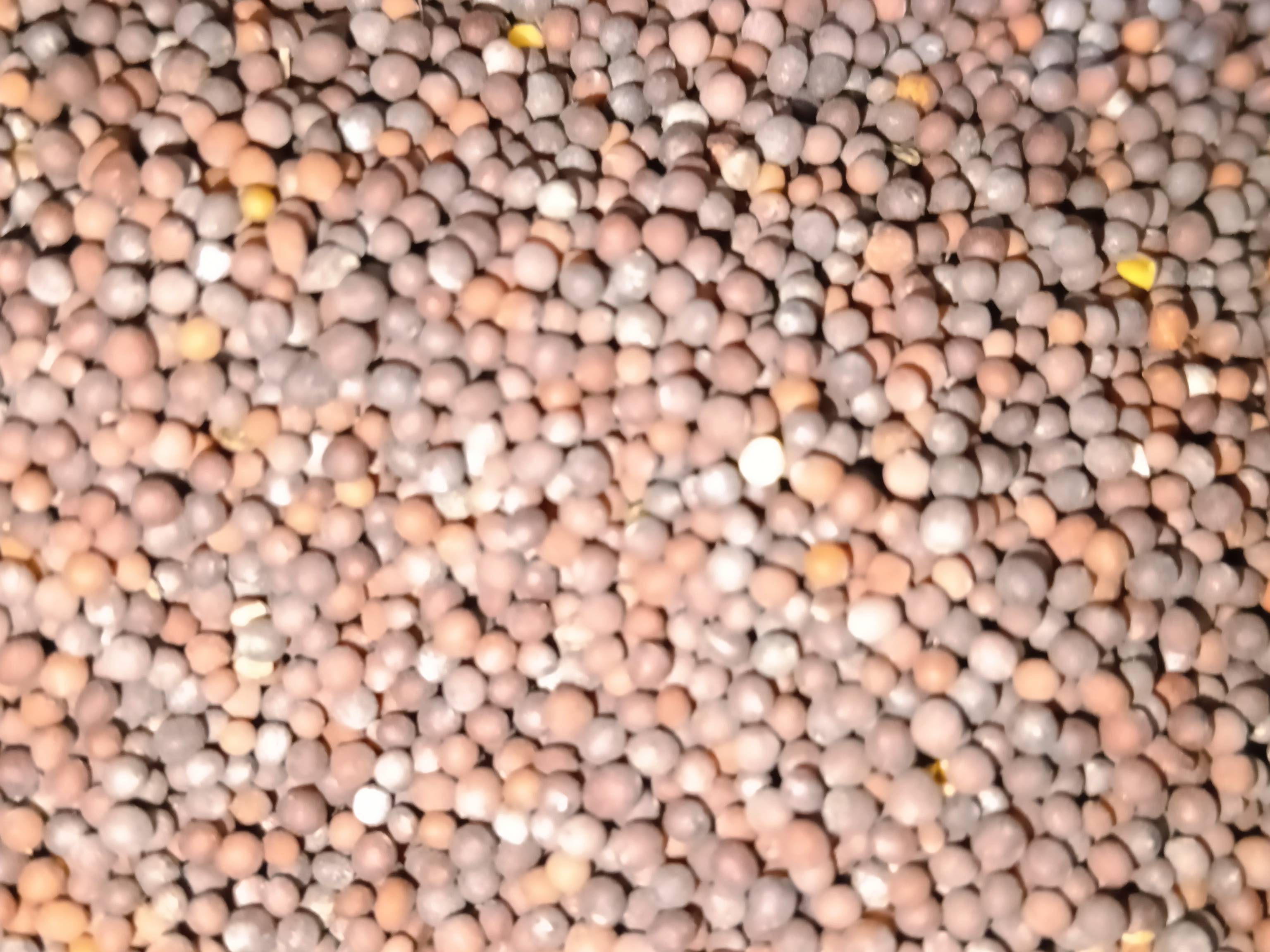 Black Mustard विक्रीसाठी, चूरू, राजस्थान