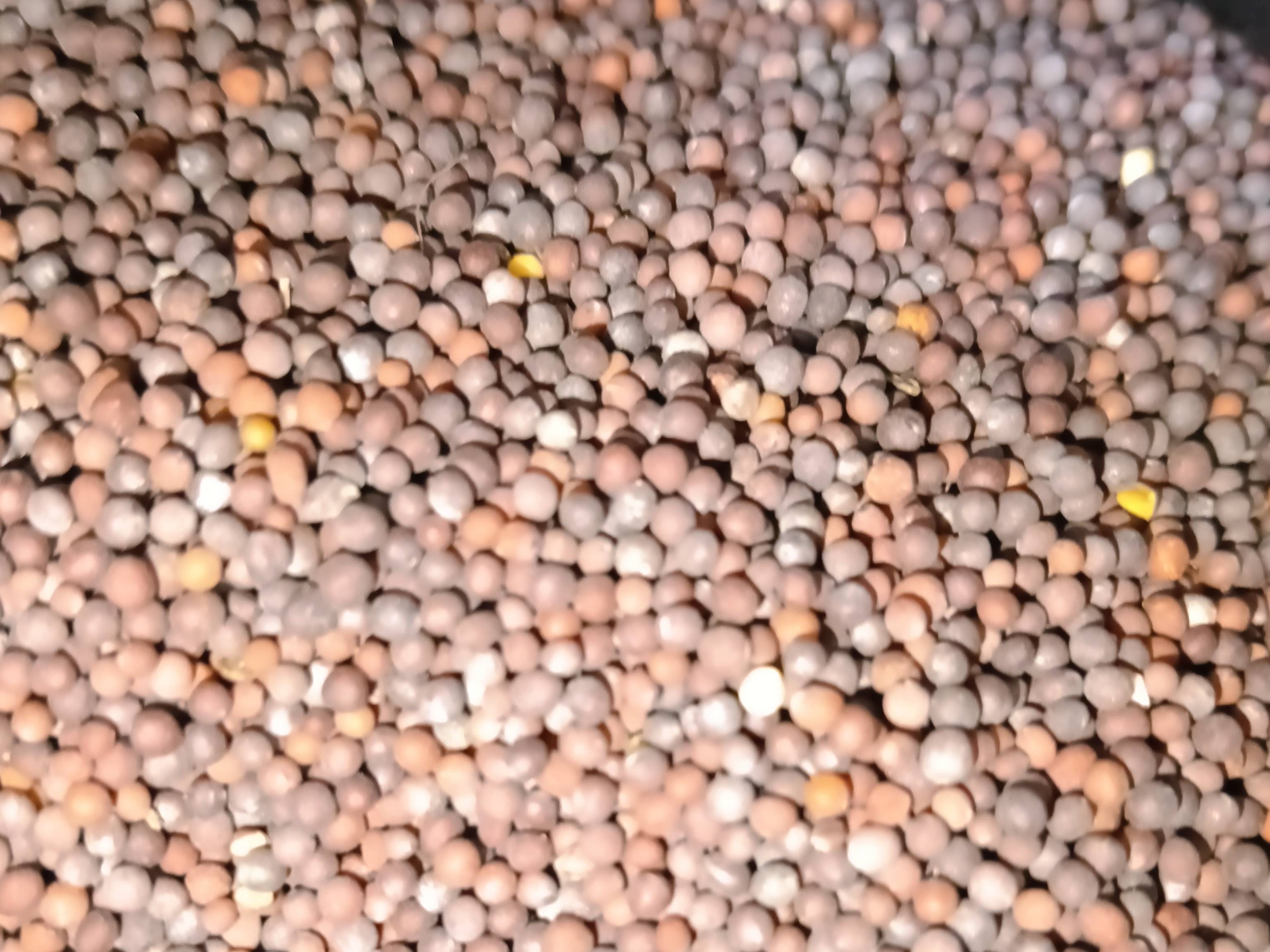 Black Mustard विक्रीसाठी, चूरू, राजस्थान