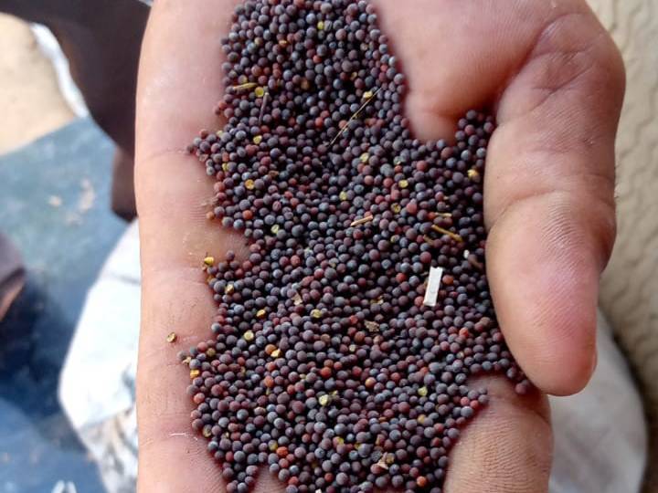 Mustard Black Mustard