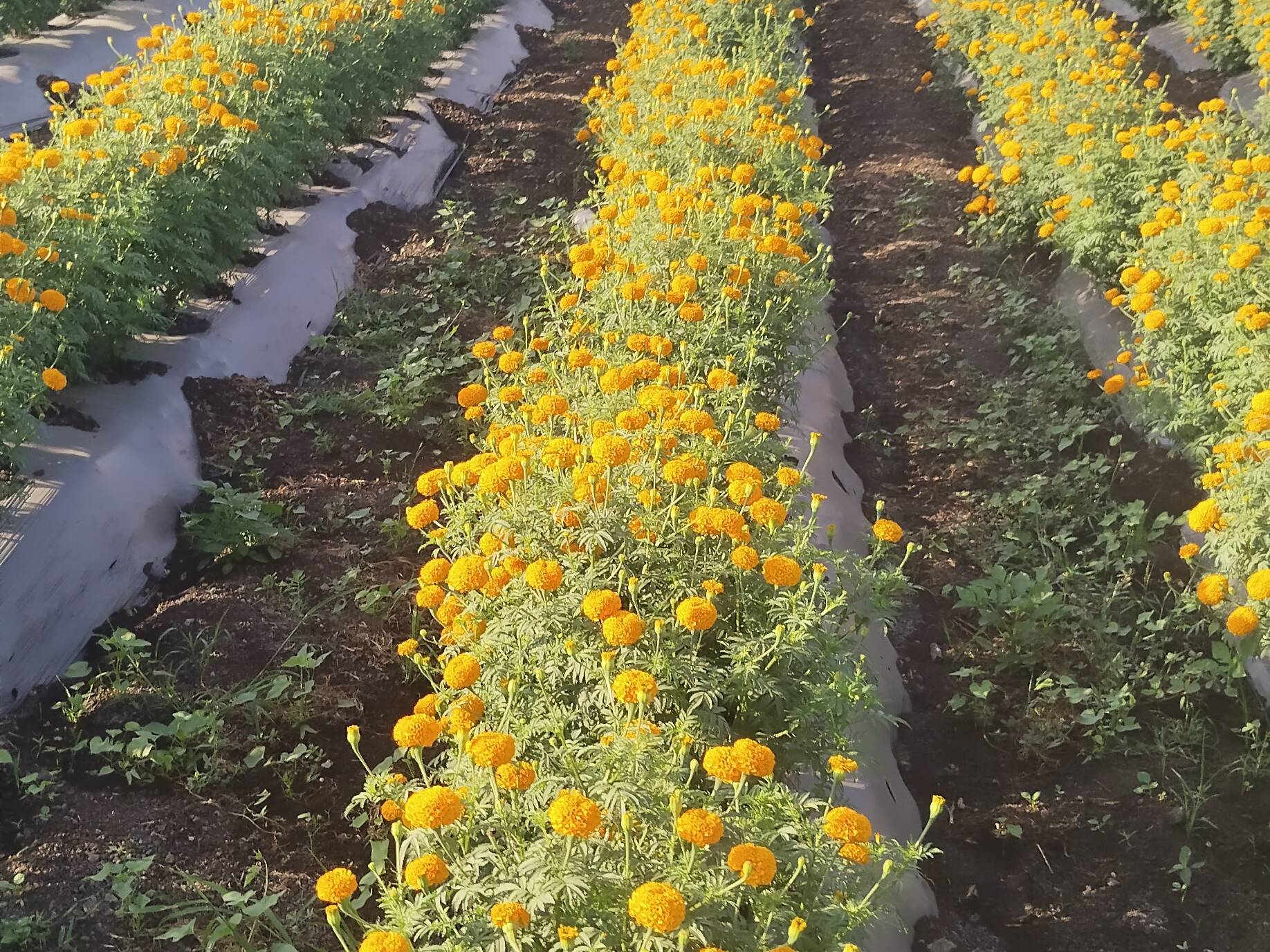 Marigold Orange Marigold