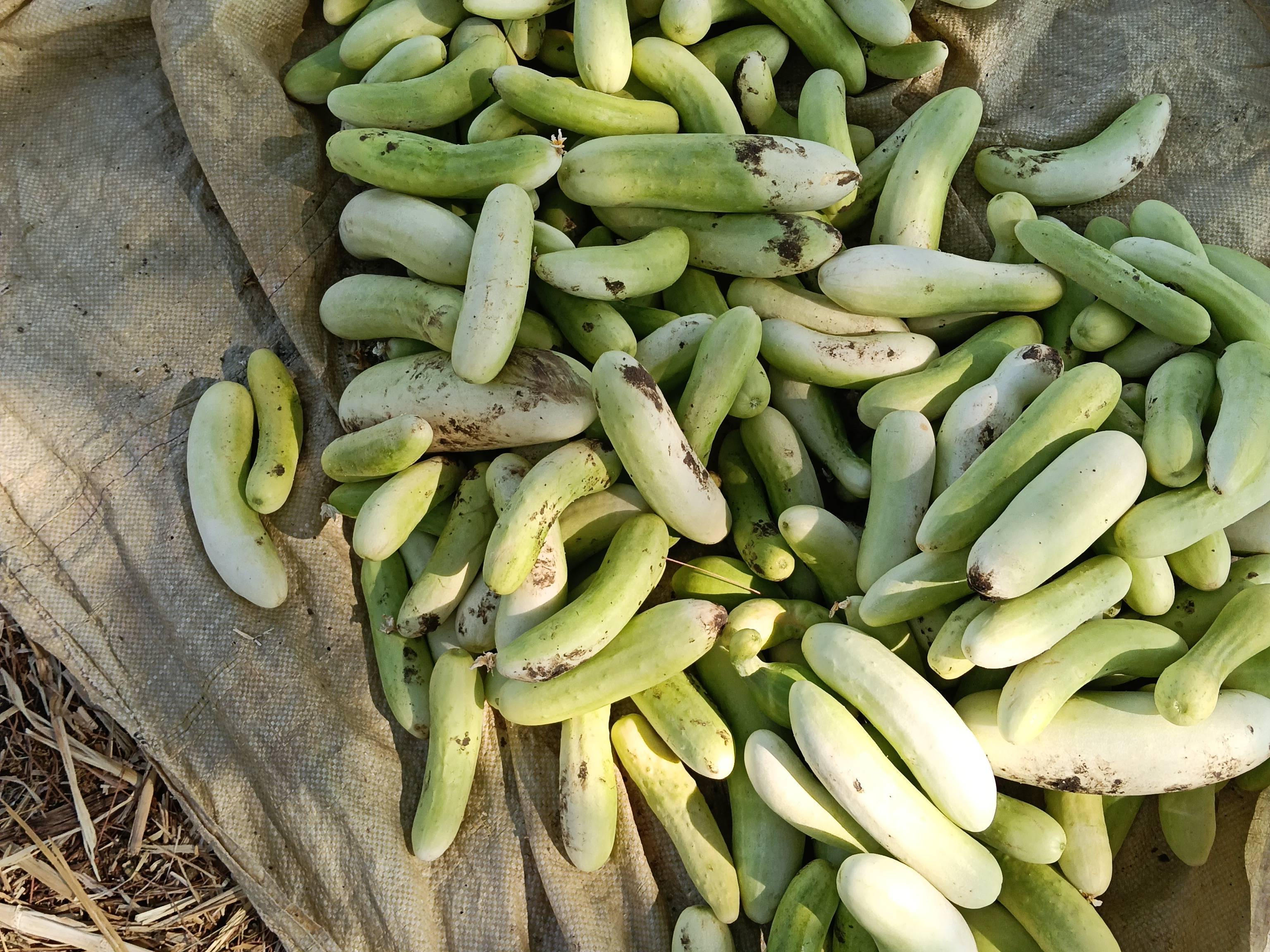 Gherkin बिक्री के लिए, परभणी, महाराष्ट्र