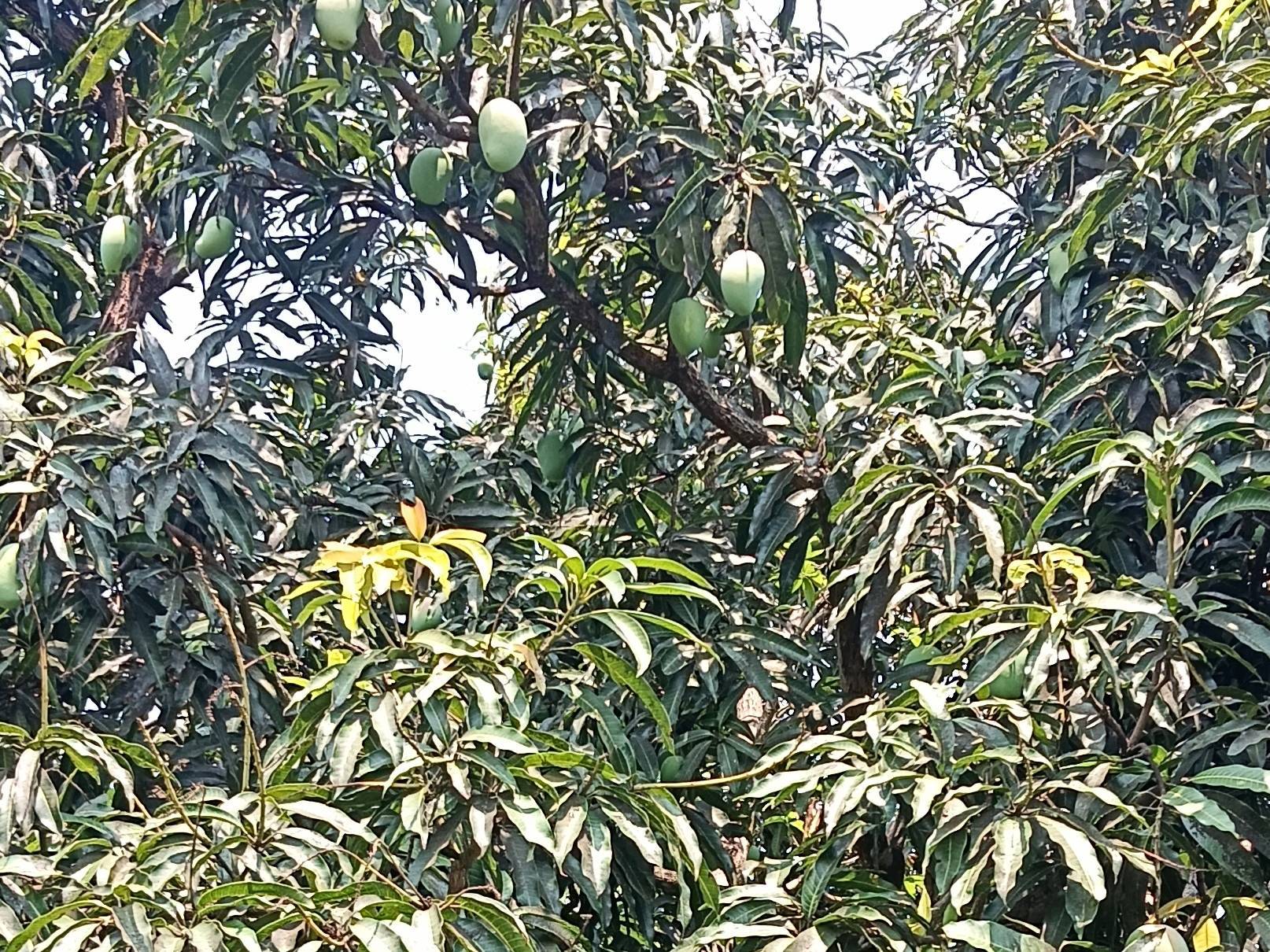 Kesar विक्रीसाठी, सांगली, महाराष्ट्र