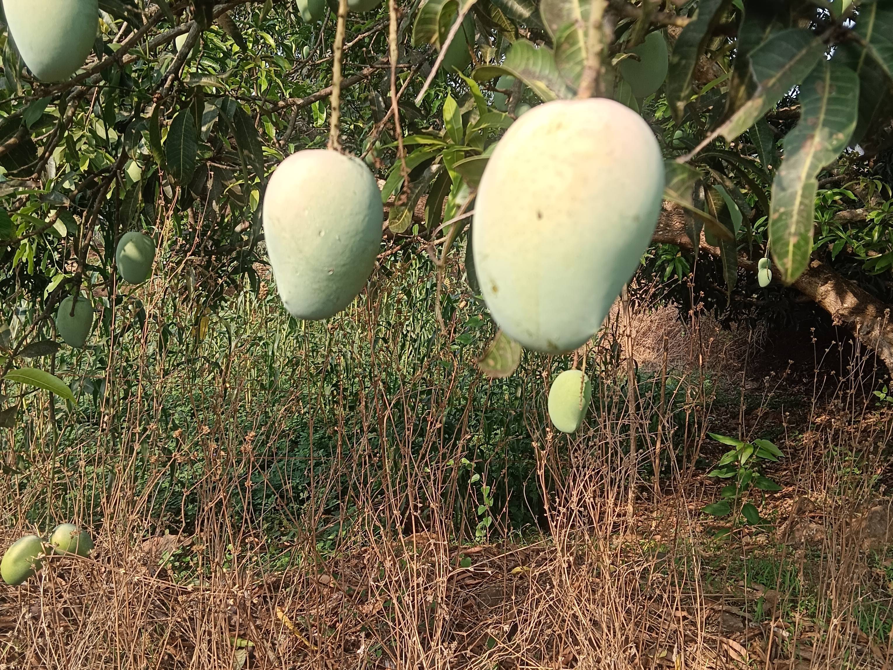 Kesar विक्रीसाठी, सांगली, महाराष्ट्र