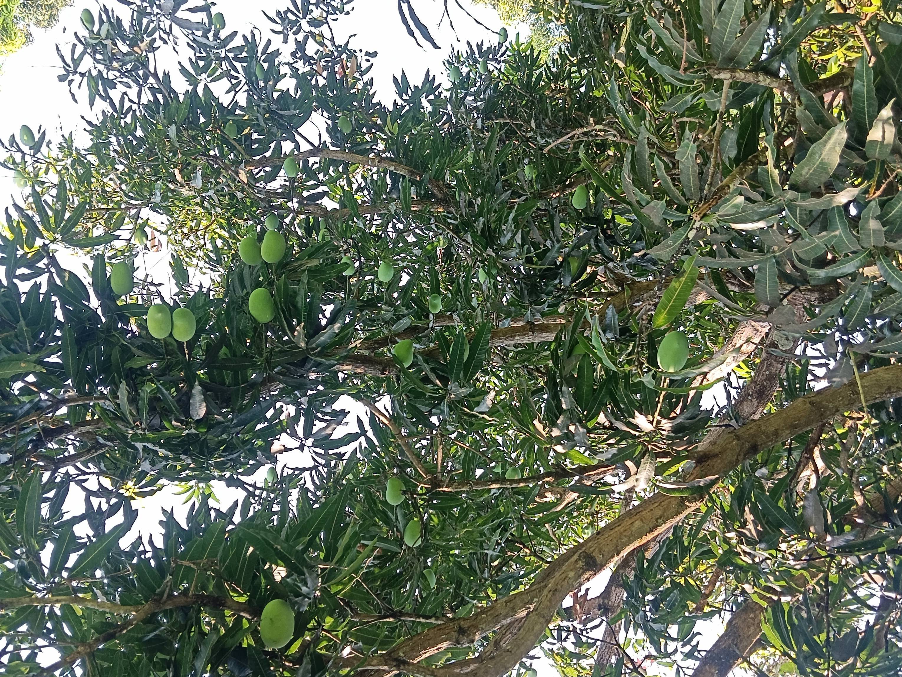 Kesar विक्रीसाठी, सांगली, महाराष्ट्र