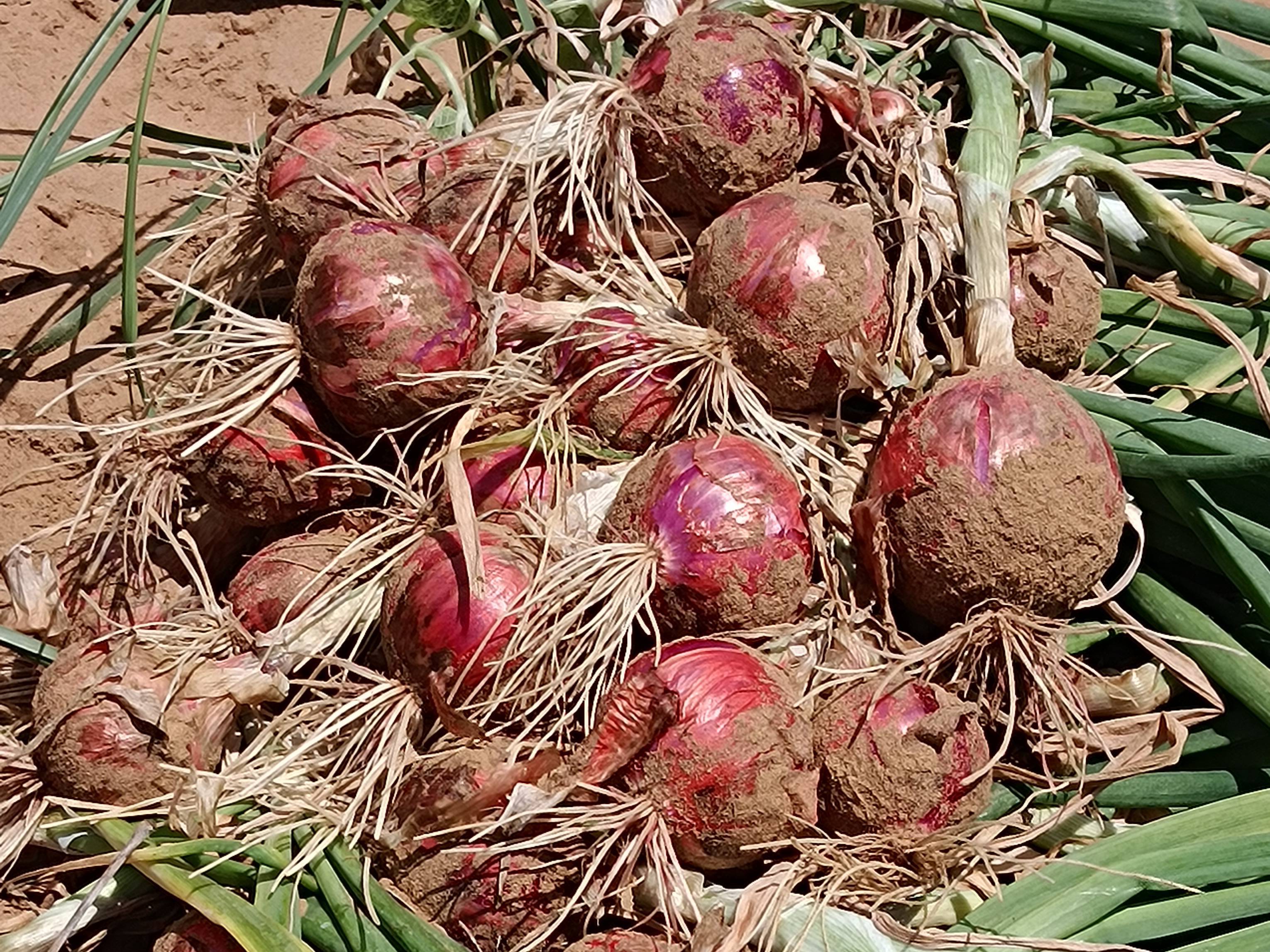 Red Onion विक्रीसाठी, झुंझुनू, राजस्थान