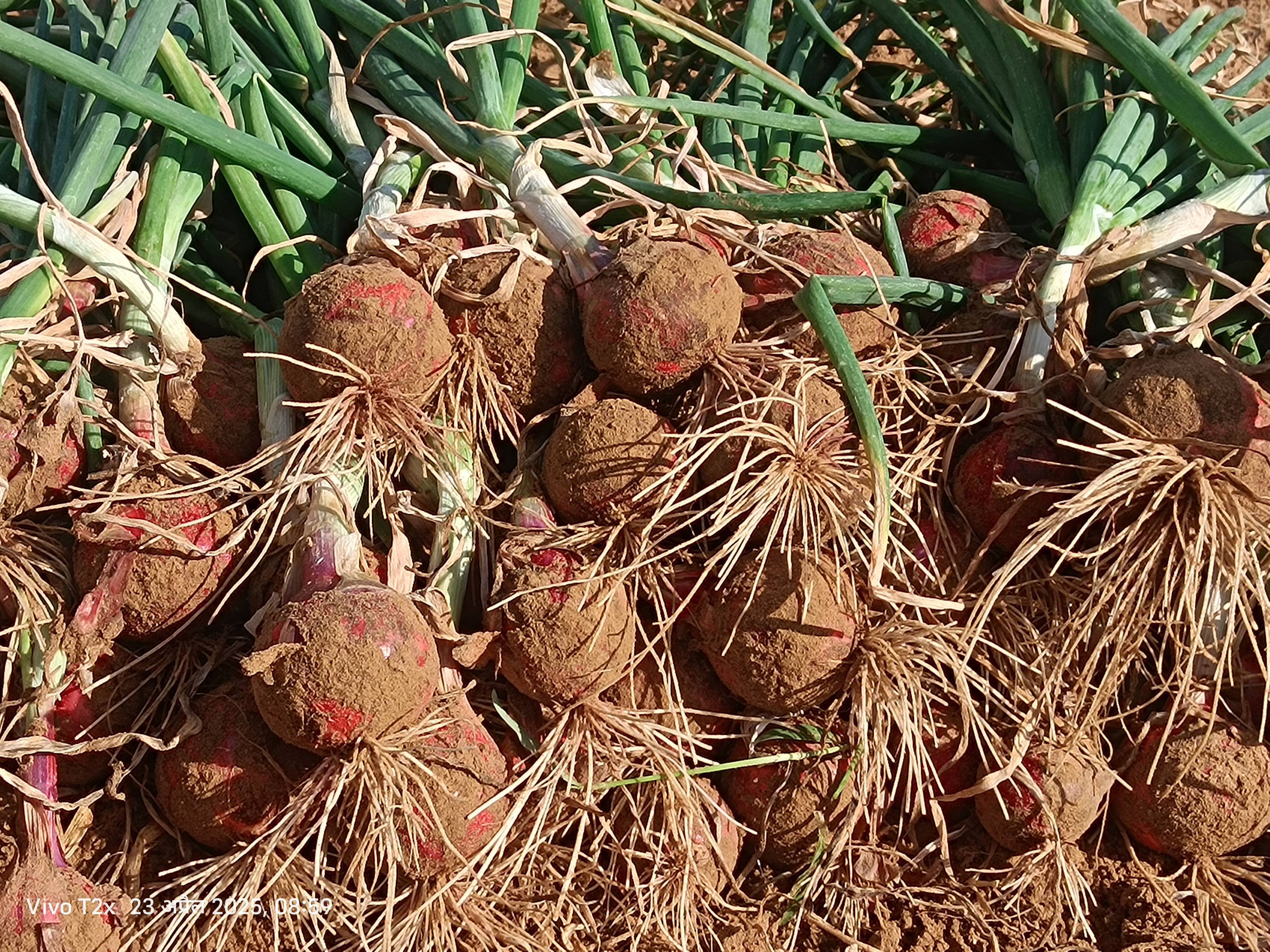 Red Onion विक्रीसाठी, झुंझुनू, राजस्थान