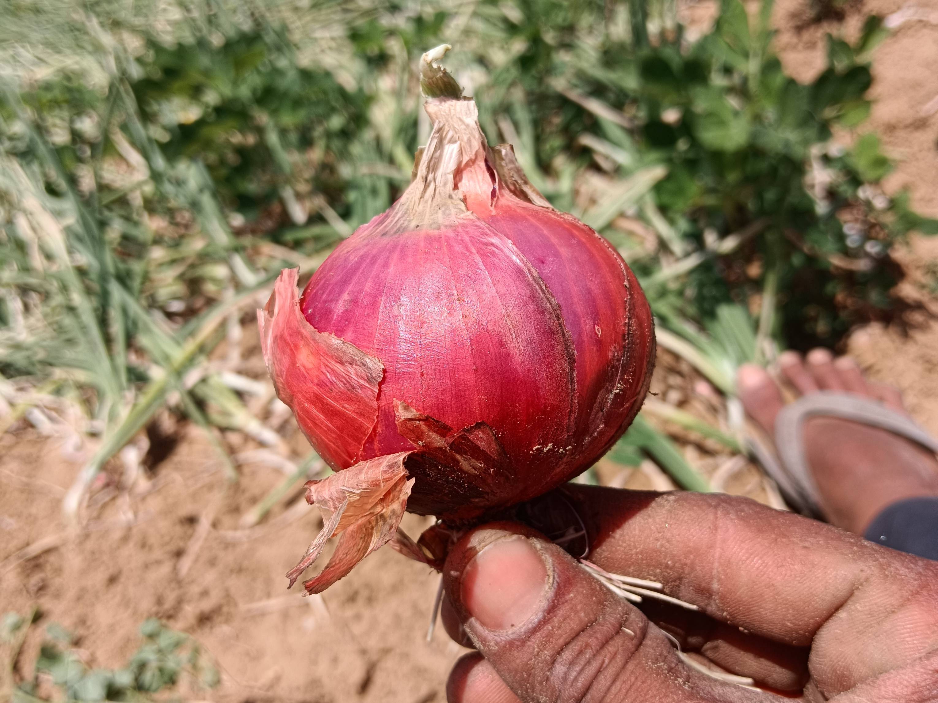 Red Onion विक्रीसाठी, झुंझुनू, राजस्थान
