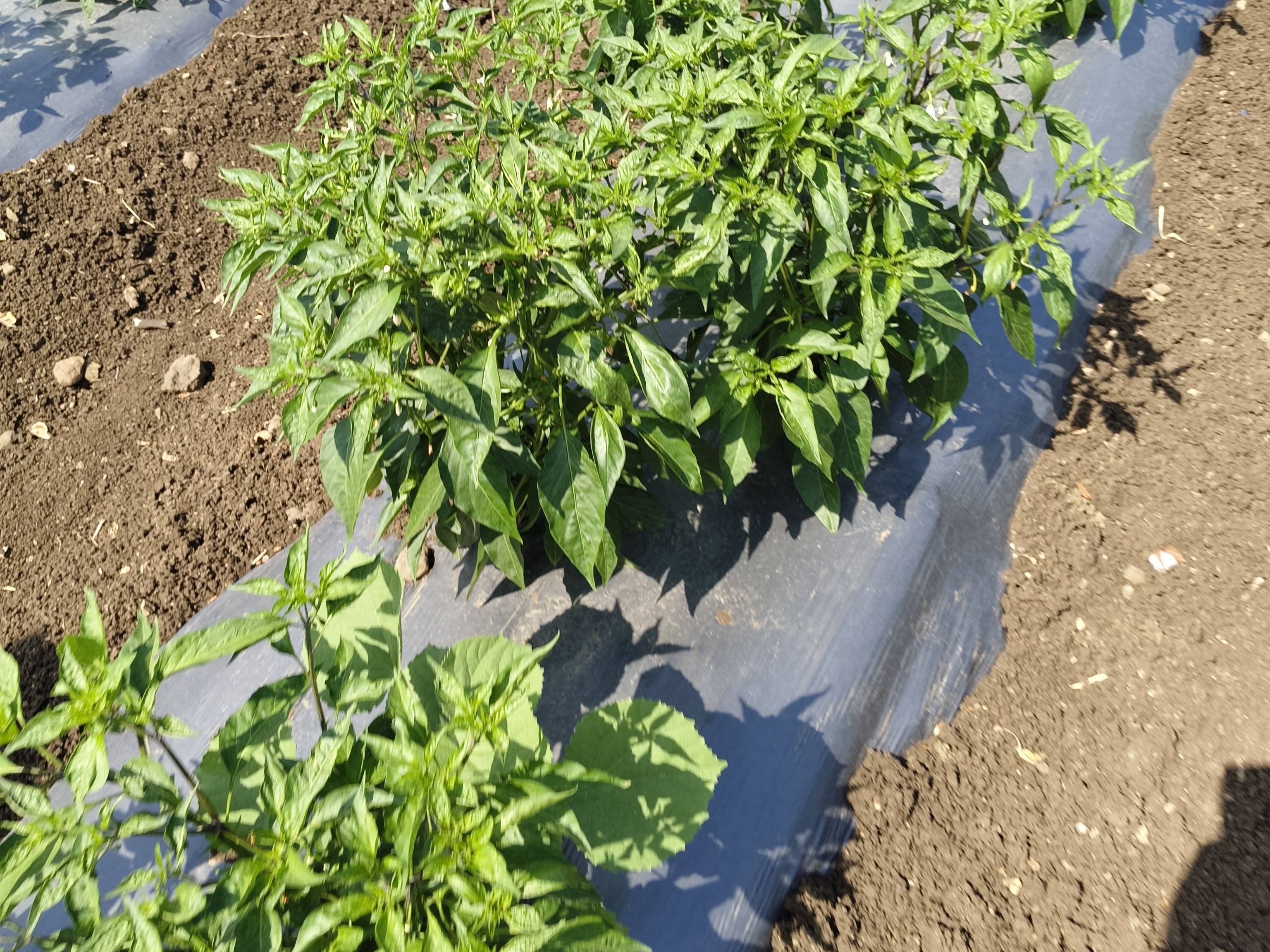 Green Chilli for sale in Beed, Maharashtra