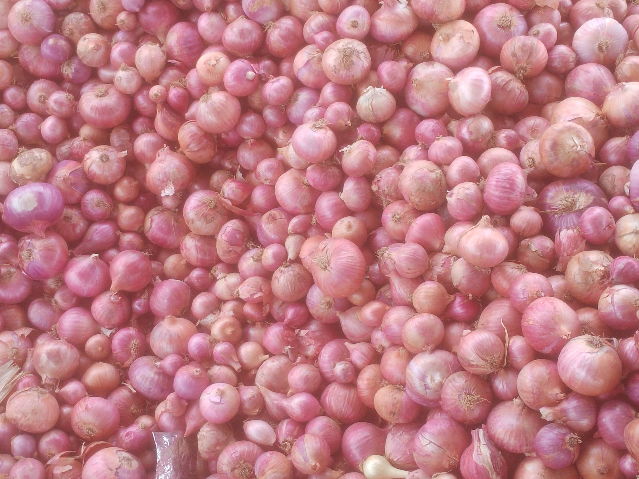 Red Onion for sale in Solapur, Maharashtra