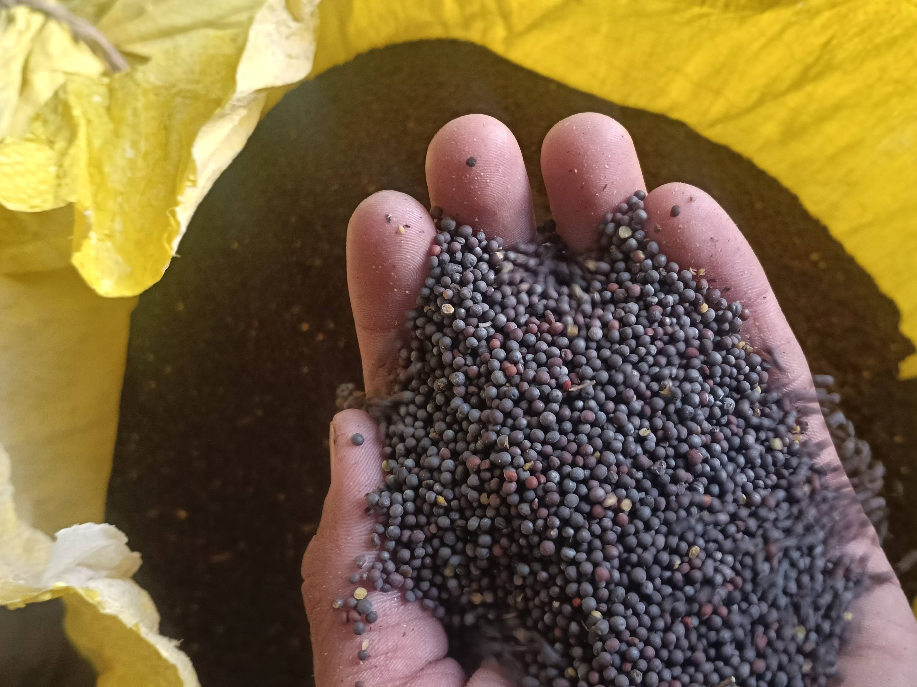 Mustard Black Mustard