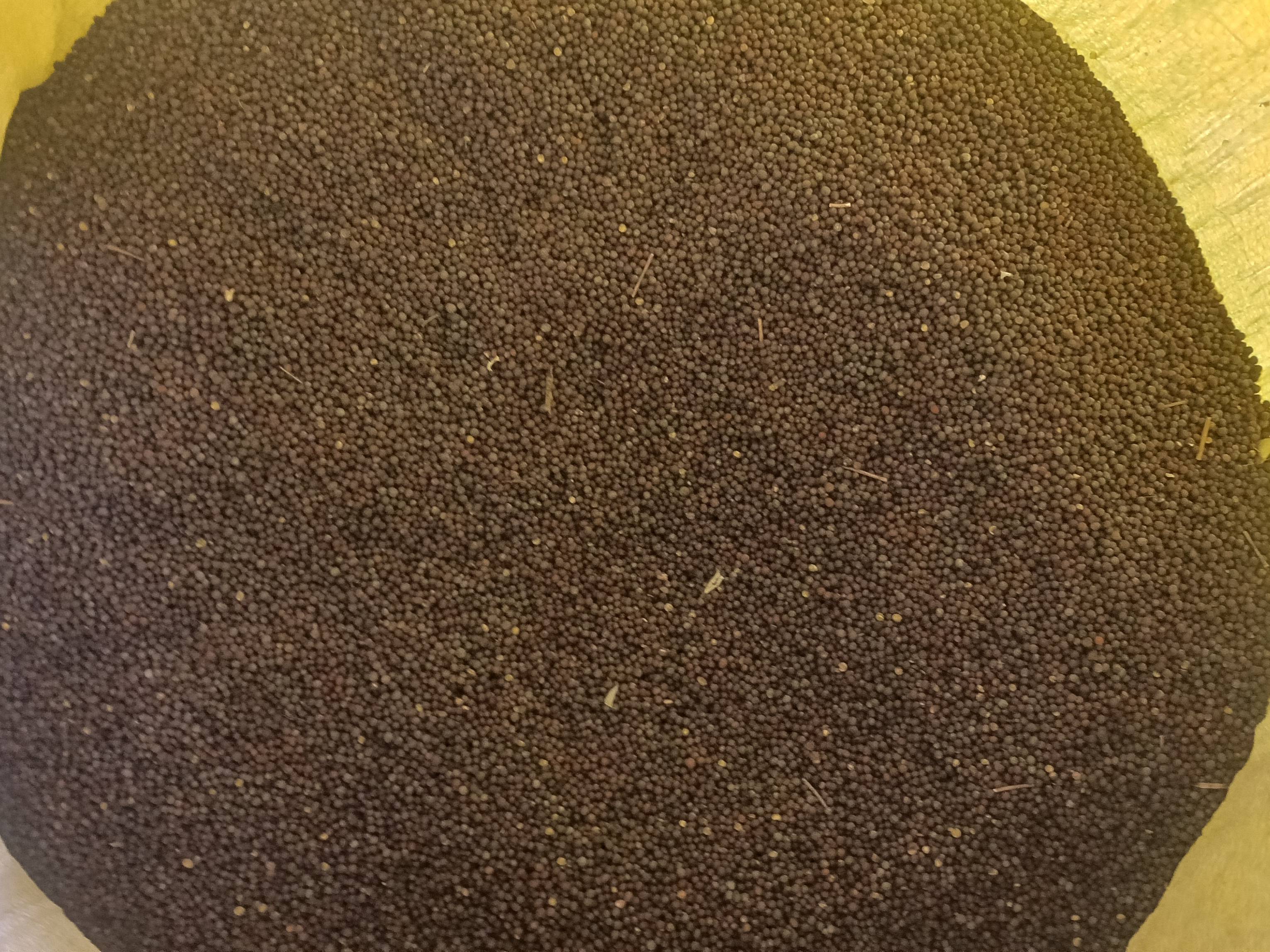 Black Mustard for sale in Alwar, Rajasthan