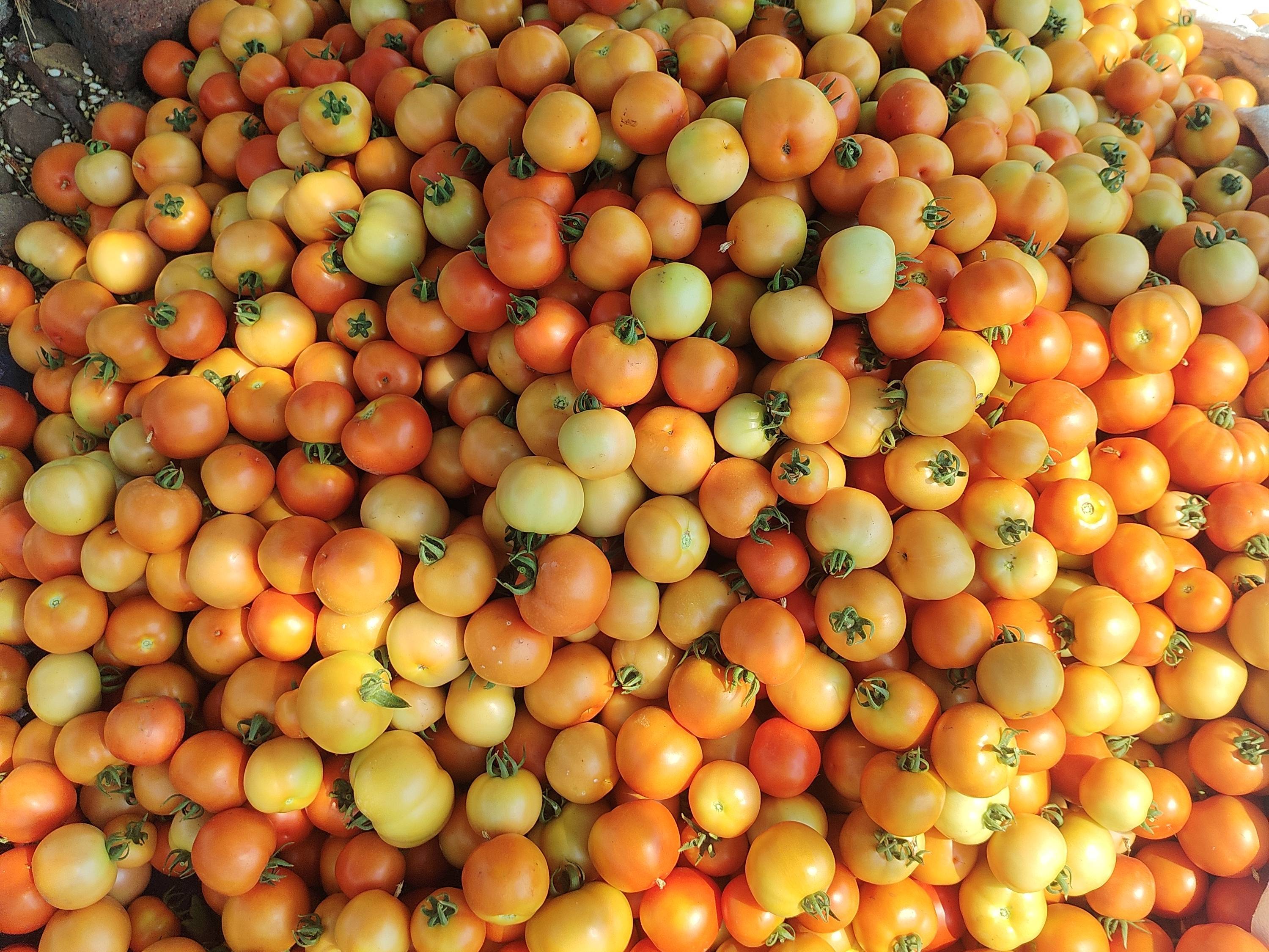 Plum Tomato for sale in Pune, Maharashtra