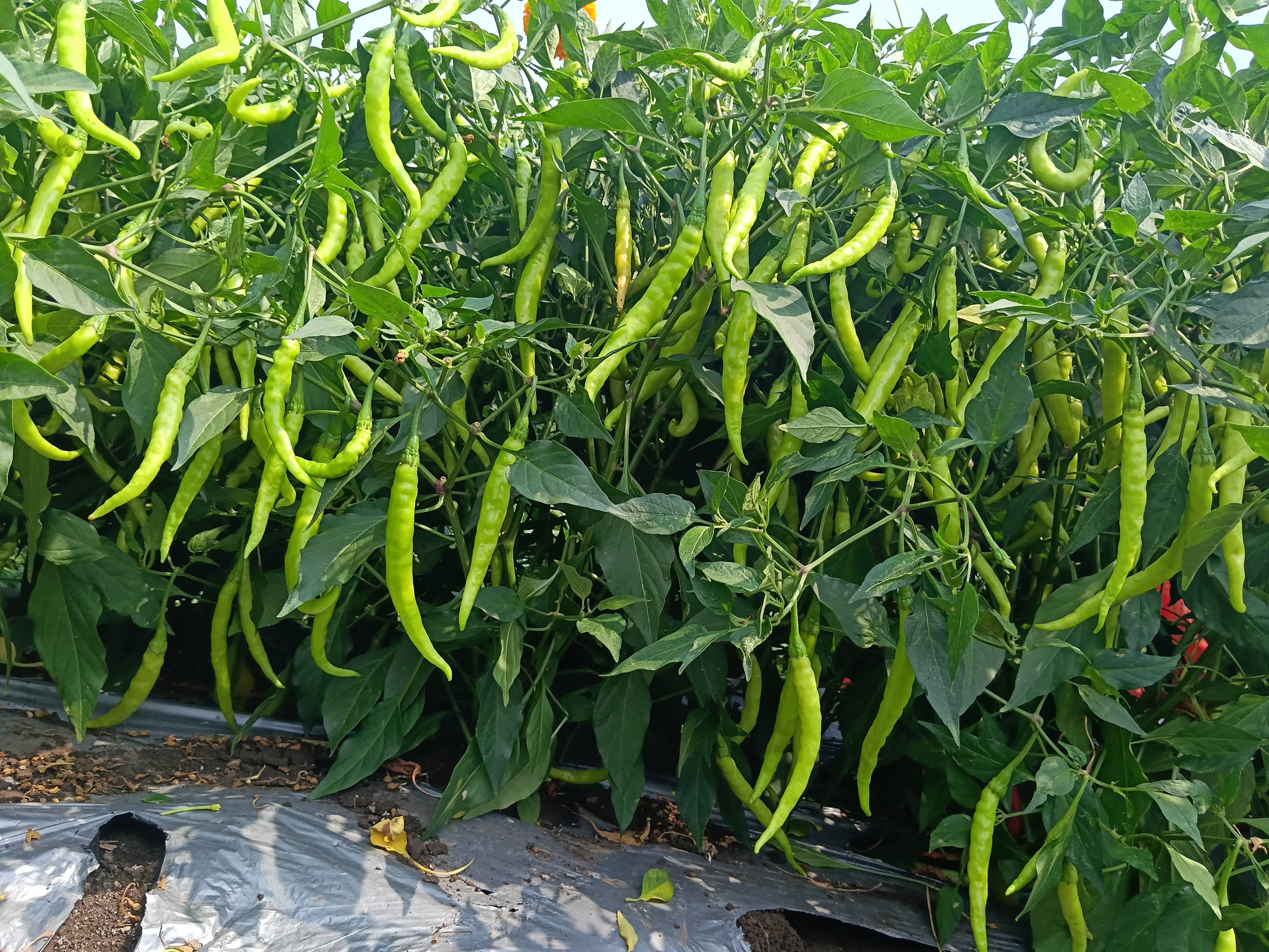Green Chilli विक्रीसाठी, बीड, महाराष्ट्र