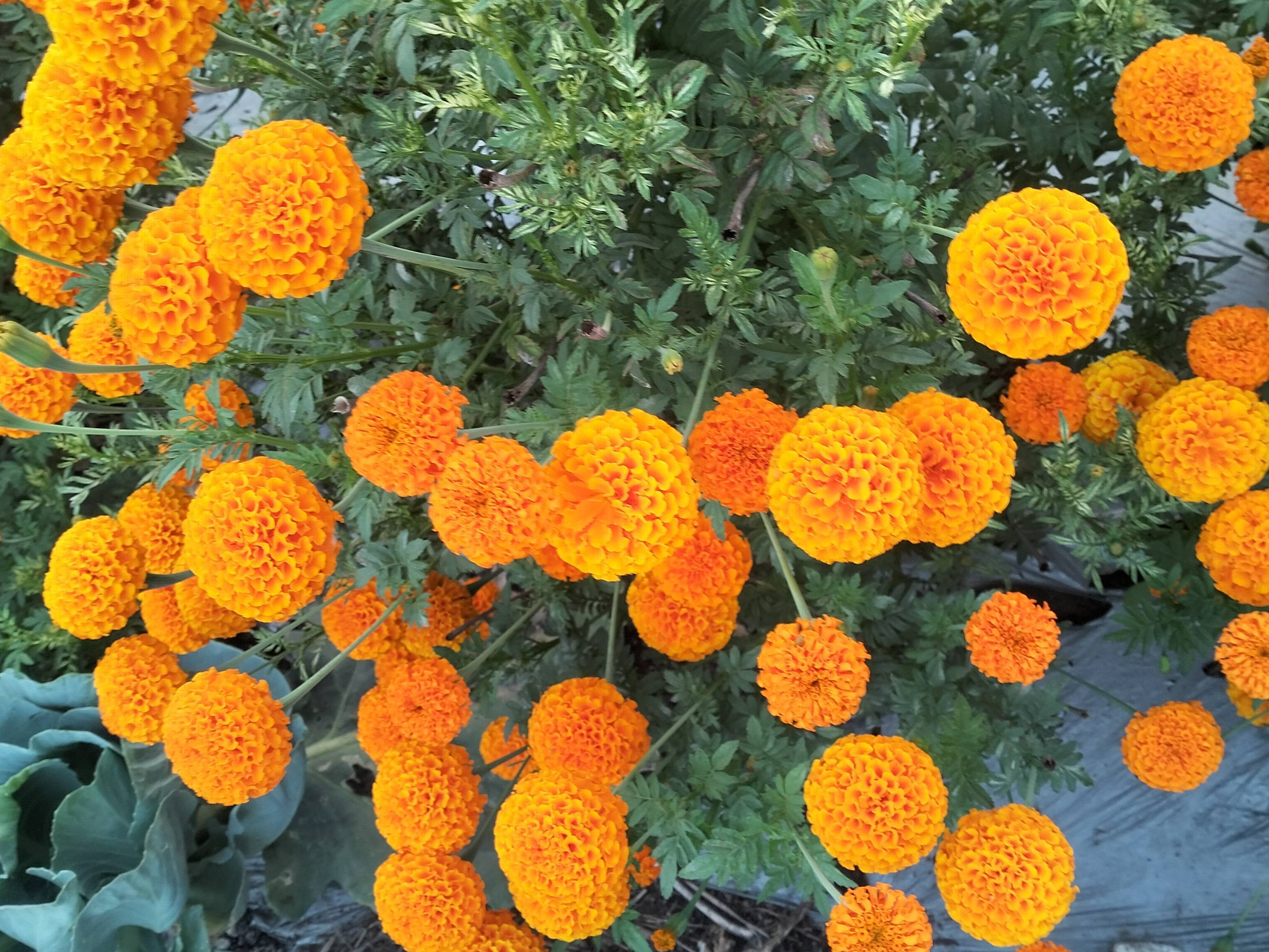 Marigold Orange Marigold