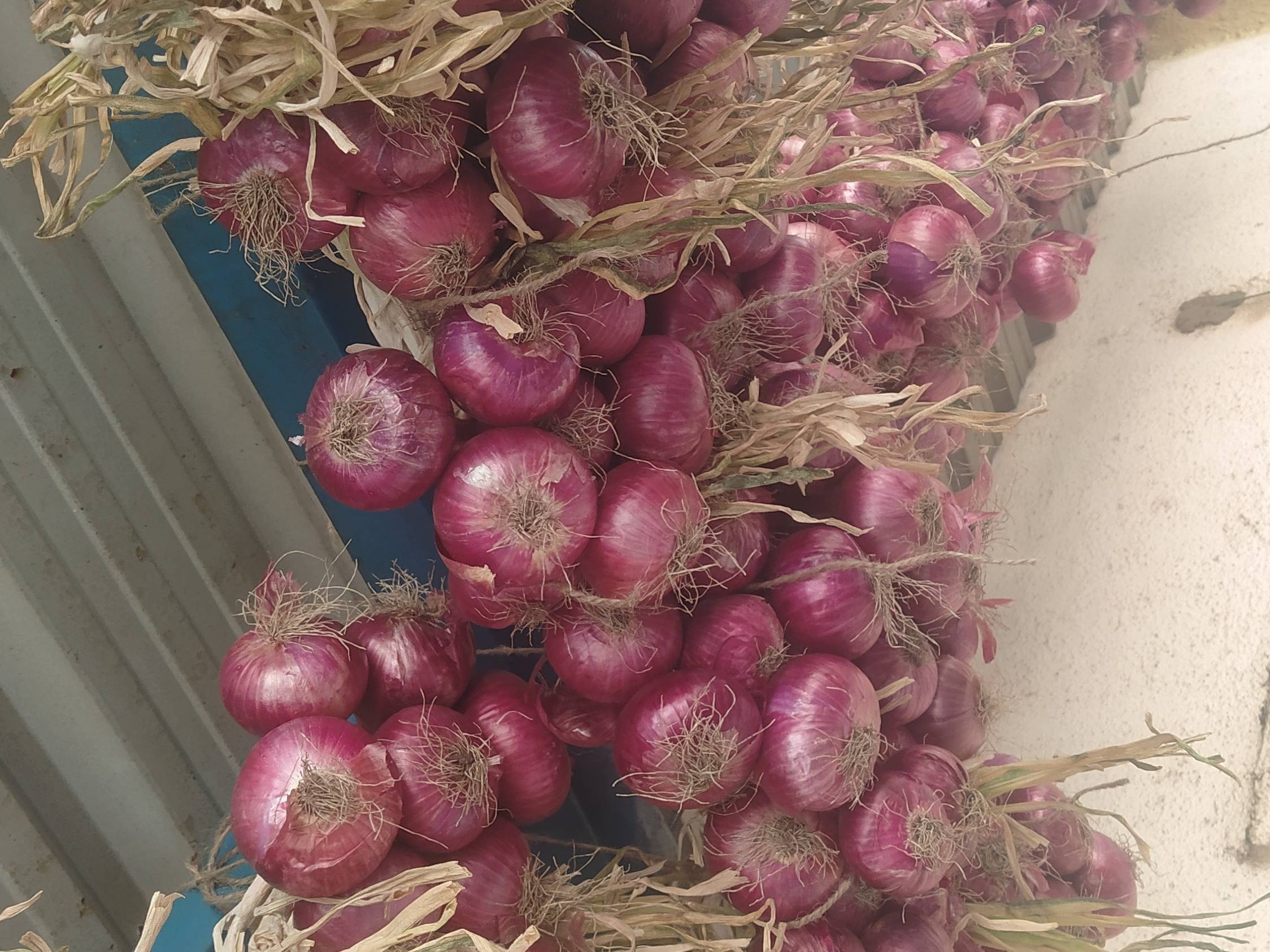 Red Onion for sale in Pune, Maharashtra