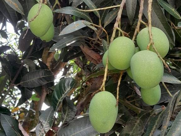 Langra बिक्री के लिए, पूर्णिया, बिहार