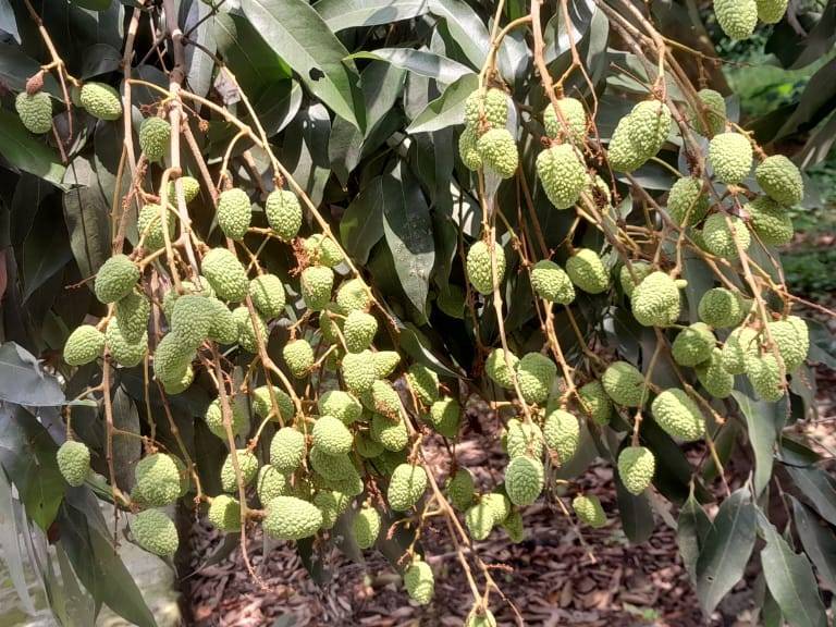 Shahi Lychee for sale in Purnia, Bihar
