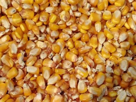 Flour Corn बिक्री के लिए, पूर्णिया, बिहार