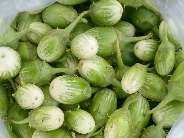Long Brinjal for sale in Nandurbar, Maharashtra