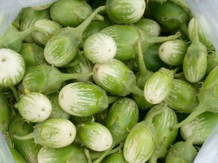 Long Brinjal for sale in Nandurbar, Maharashtra