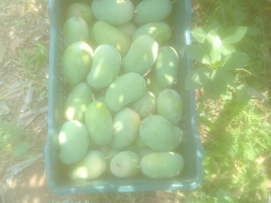 आंबा Kesar