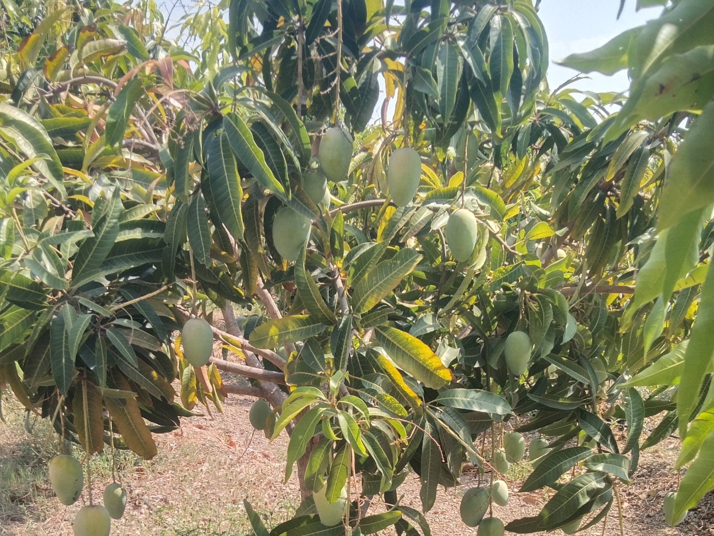 Kesar for sale in solapur, Maharashtra